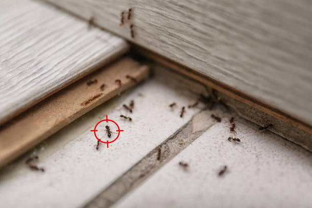 Best Ant Control Services  in Mulino, OR