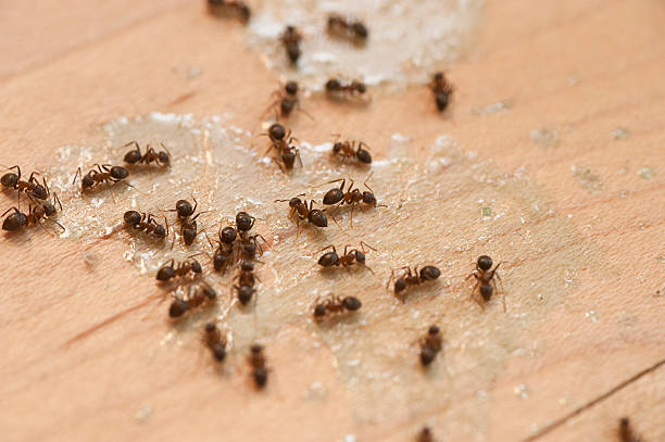 Trusted Mulino, OR Pest Control Experts