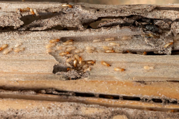 Best Emergency Pest Control  in Mulino, OR