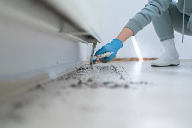 Best Affordable Pest Control Services  in Mulino, OR